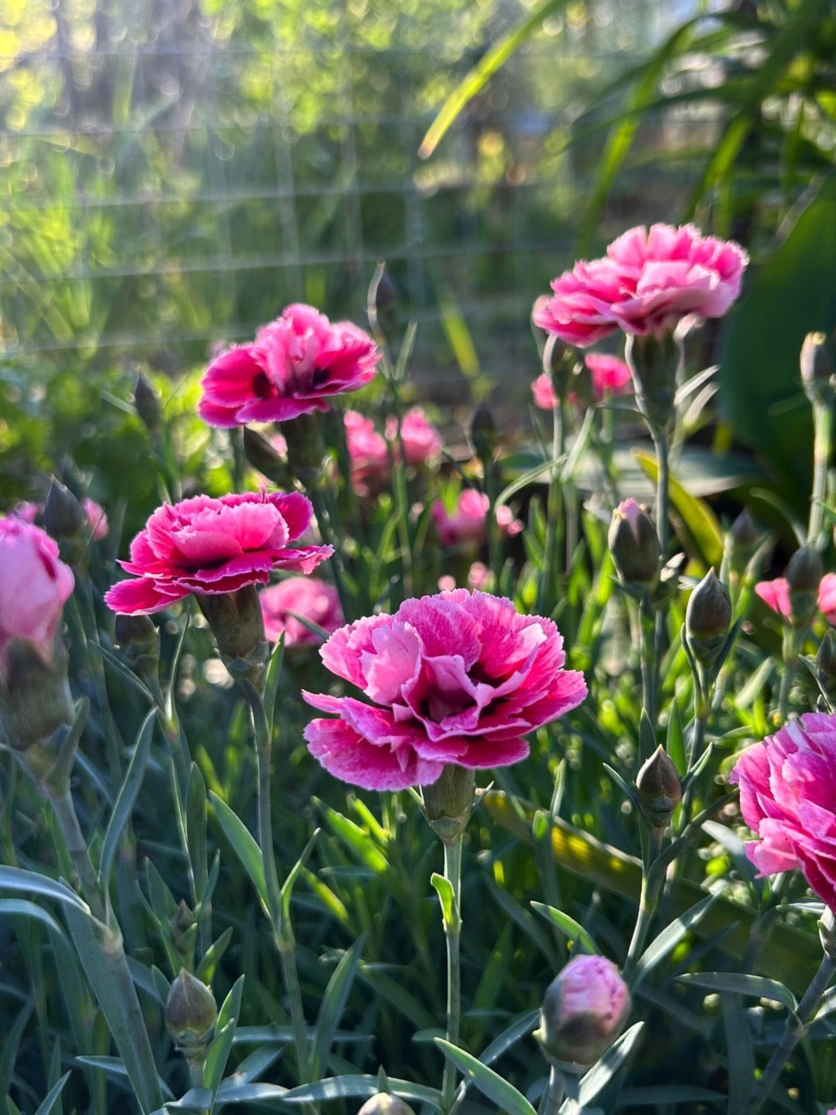 Pink Flower Garden: 23 Ideas for Soft to Bold Blooms 2 Pink ruffled Dianthus flowers blooming on green stems in a sunlit garden.