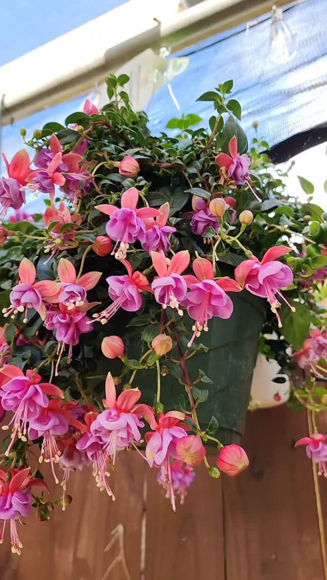 Pink Flower Garden: 23 Ideas for Soft to Bold Blooms 8 Vibrant pink and magenta fuchsia flowers blooming profusely from a hanging green planter.