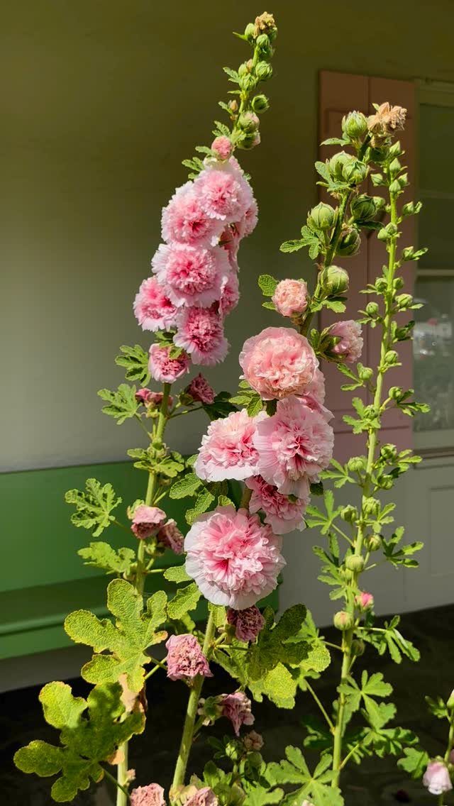 Pink Flower Garden: 23 Ideas for Soft to Bold Blooms 23 Tall pink hollyhock stalks with large, ruffled double blooms growing against a light green wall.