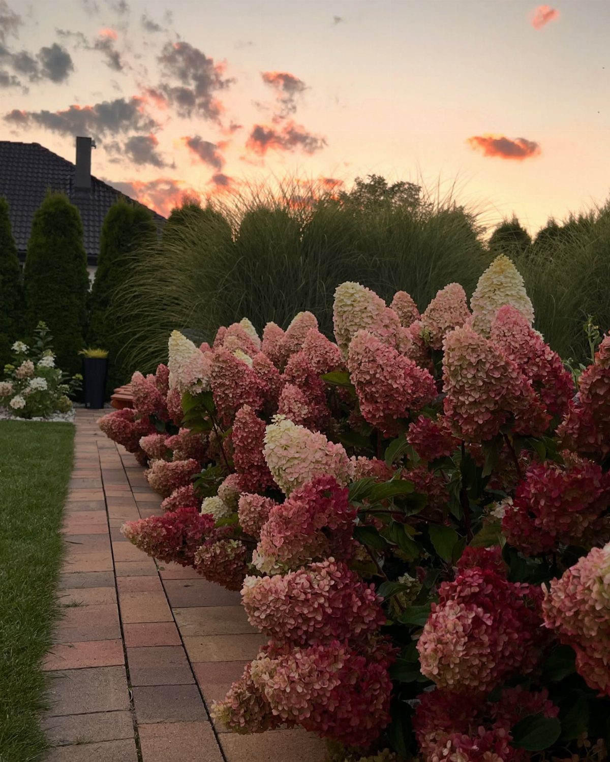 Pink Flower Garden: 23 Ideas for Soft to Bold Blooms 22 Pink and cream hydrangea shrubs lining a stone garden path under a sunset sky.