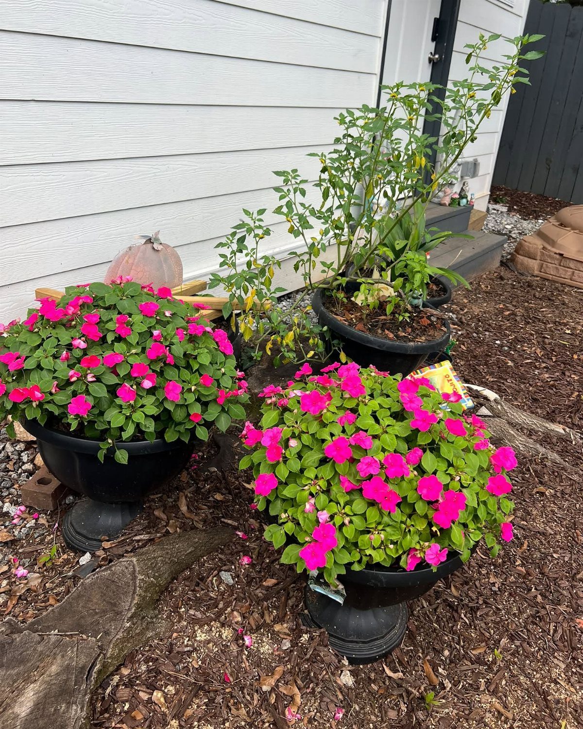 Pink Flower Garden: 23 Ideas for Soft to Bold Blooms 12 Two black pots overflowing with bright pink impatiens flowers sitting on garden mulch.