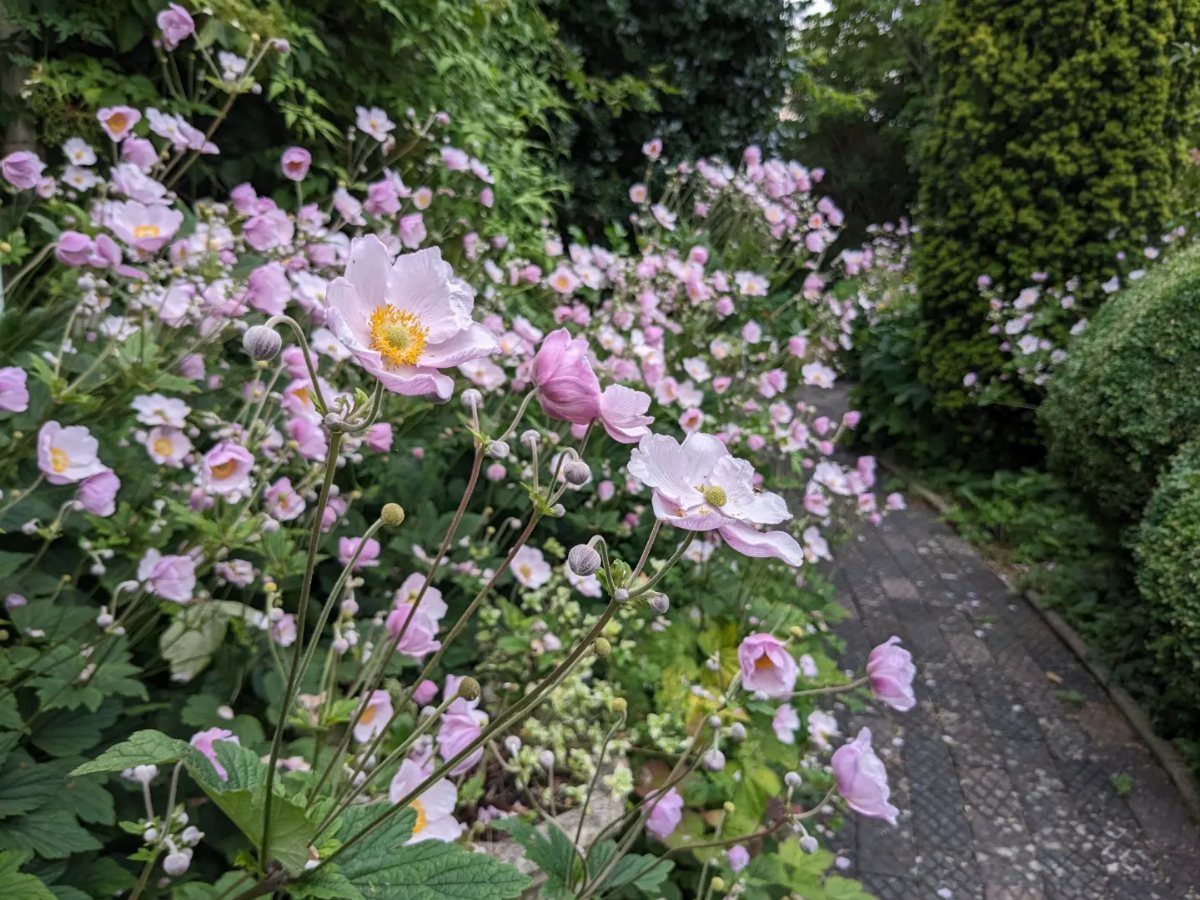 Pink Flower Garden: 23 Ideas for Soft to Bold Blooms 14 Light pink Japanese anemone flowers with yellow centers blooming in a lush garden along a stone path.