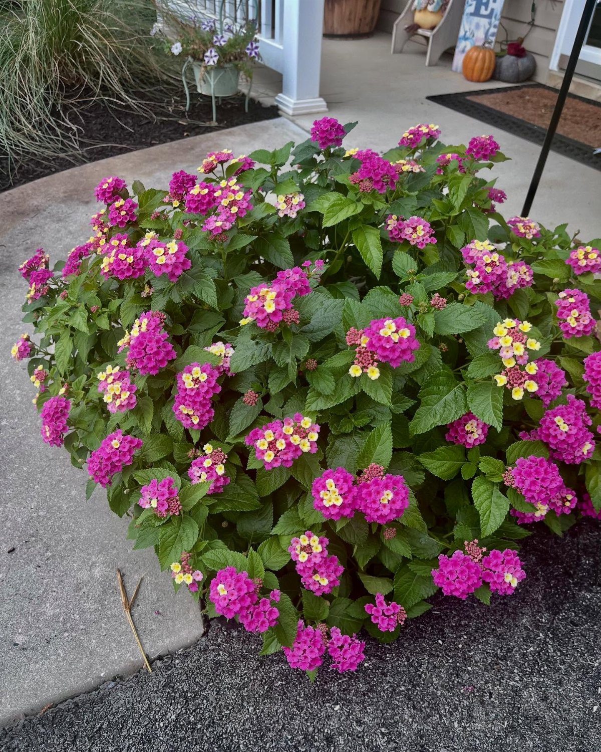 Pink Flower Garden: 23 Ideas for Soft to Bold Blooms 6 A large Lantana bush with vibrant pink and yellow flower clusters growing next to a walkway.