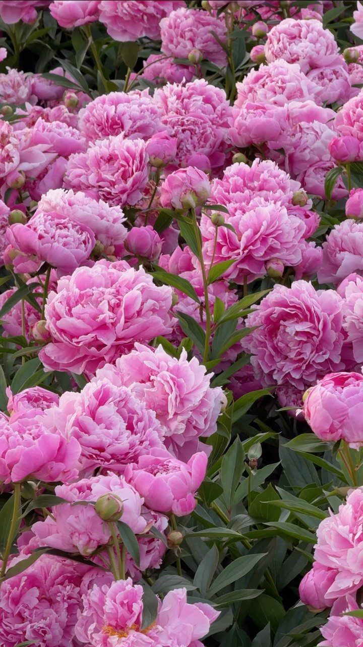 Pink Flower Garden: 23 Ideas for Soft to Bold Blooms 1 Large pink peonies with ruffled petals blooming amidst lush green foliage in a garden.