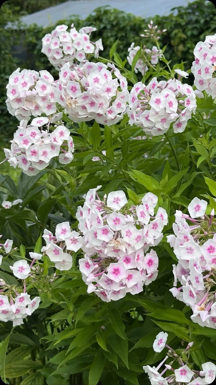 Pink Flower Garden: 23 Ideas for Soft to Bold Blooms 4 White and pink phlox flowers blooming on green leafy stems in a garden.