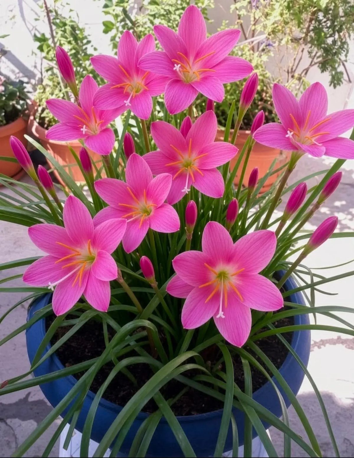 Pink Flower Garden: 23 Ideas for Soft to Bold Blooms 19 Pink lilies with yellow centers blooming in a blue pot surrounded by long green leaves.