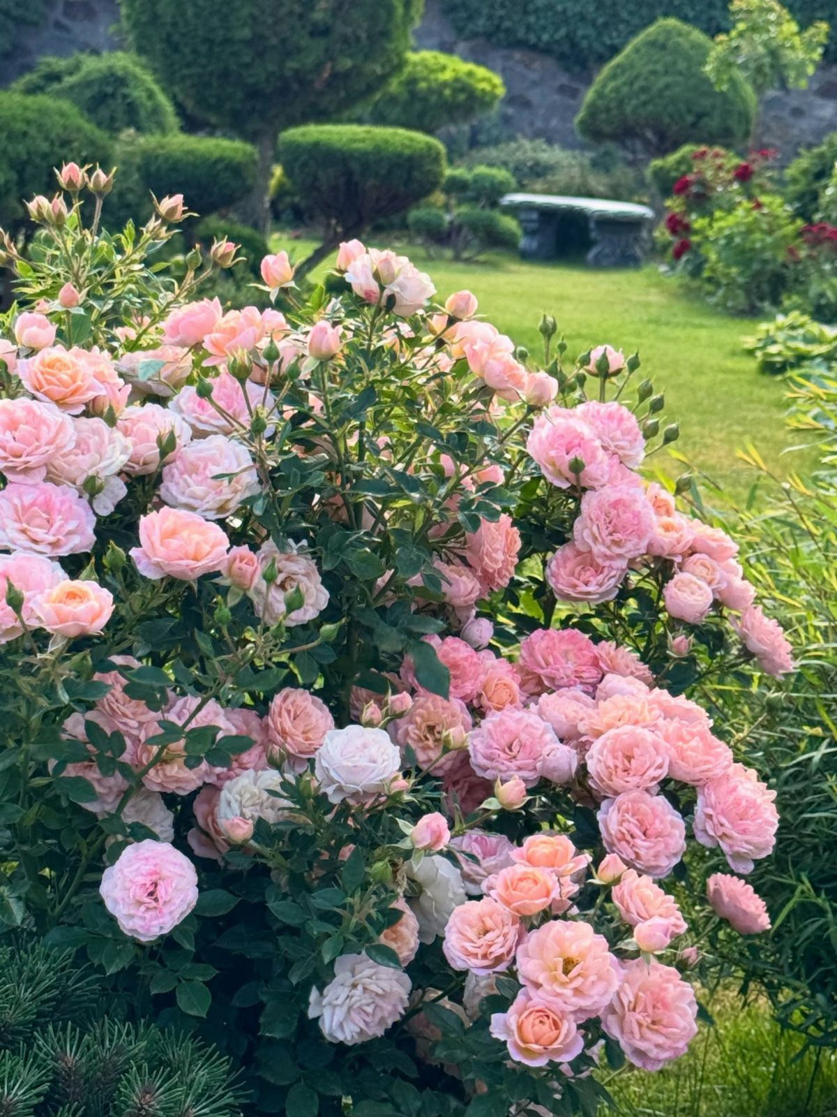 Pink Flower Garden: 23 Ideas for Soft to Bold Blooms 10 Pink rose bush blooming profusely in a lush, green manicured garden setting.