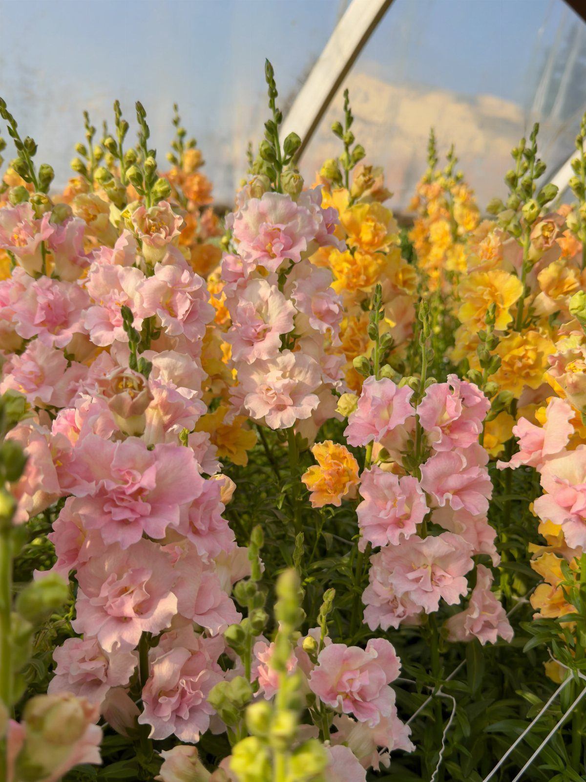 Pink Flower Garden: 23 Ideas for Soft to Bold Blooms 7 Pink and yellow snapdragon flowers blooming on tall green stalks in sunlight.