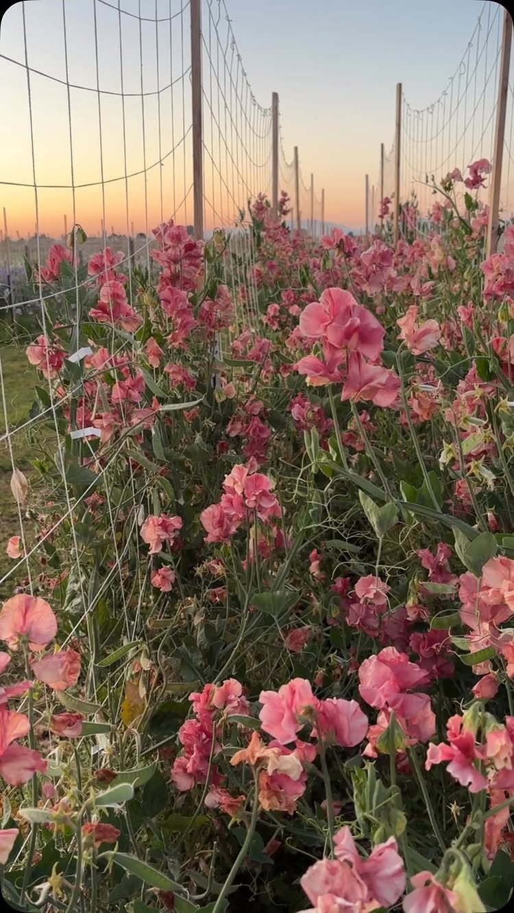 Pink Flower Garden: 23 Ideas for Soft to Bold Blooms 5 Pink sweet pea flowers climbing a wire trellis against a sunset sky.