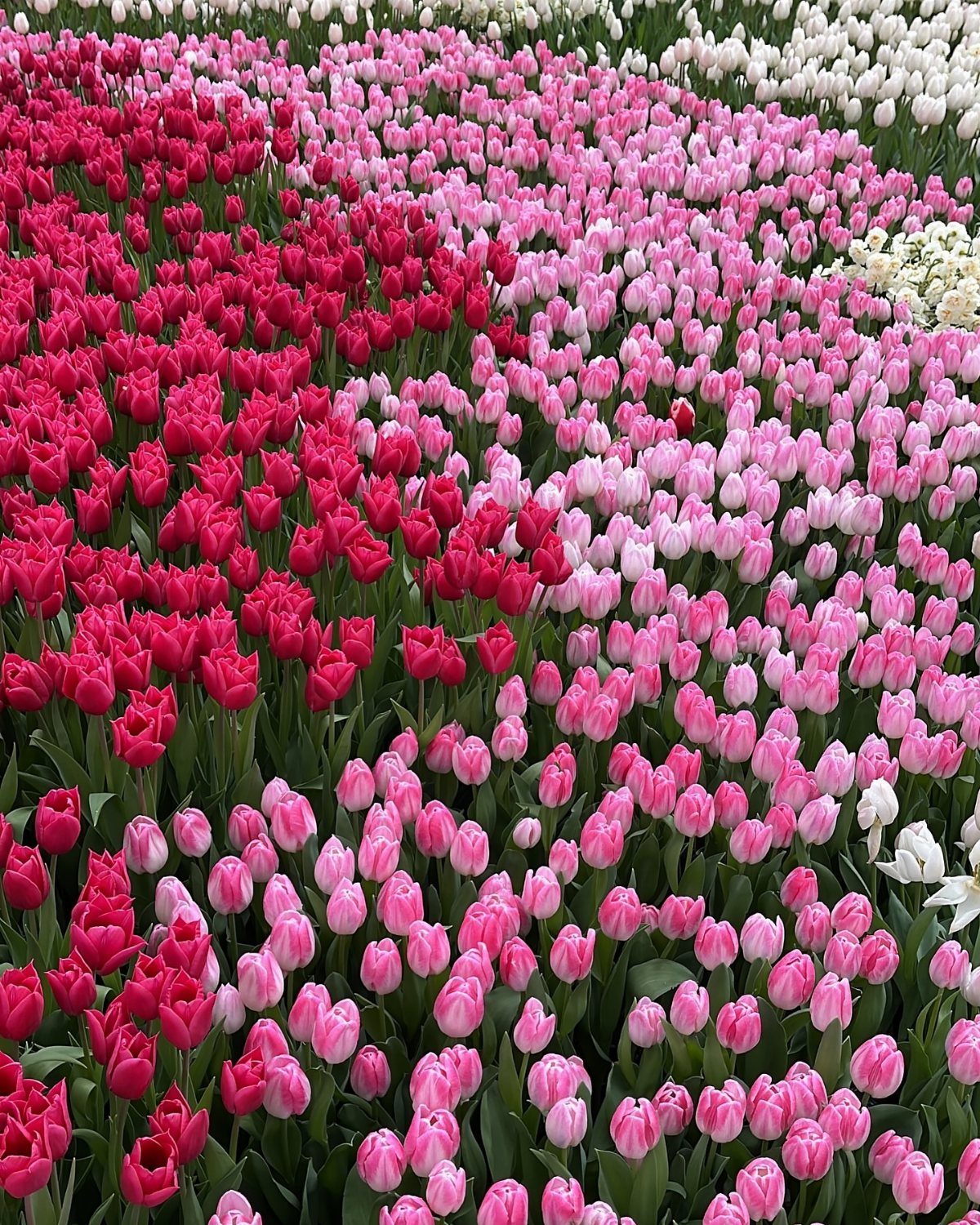Pink Flower Garden: 23 Ideas for Soft to Bold Blooms 13 Pink and magenta tulips blooming densely in a large garden field under bright light.