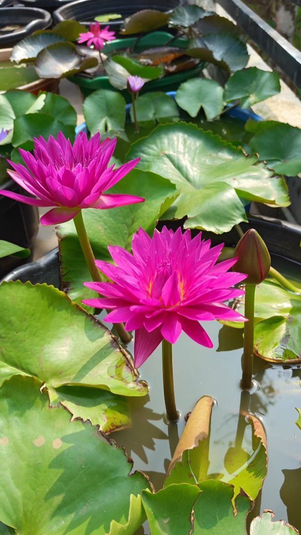Pink Flower Garden: 23 Ideas for Soft to Bold Blooms 9 Pink water lilies with yellow centers floating on green lily pads in a water container.