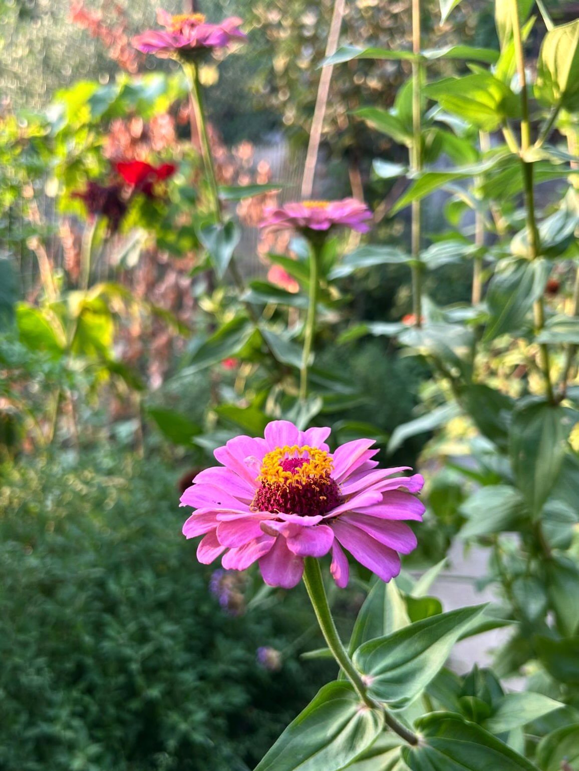 Pink Flower Garden: 23 Ideas for Soft to Bold Blooms 3 A vibrant pink zinnia flower with a yellow center grows in a lush green garden.