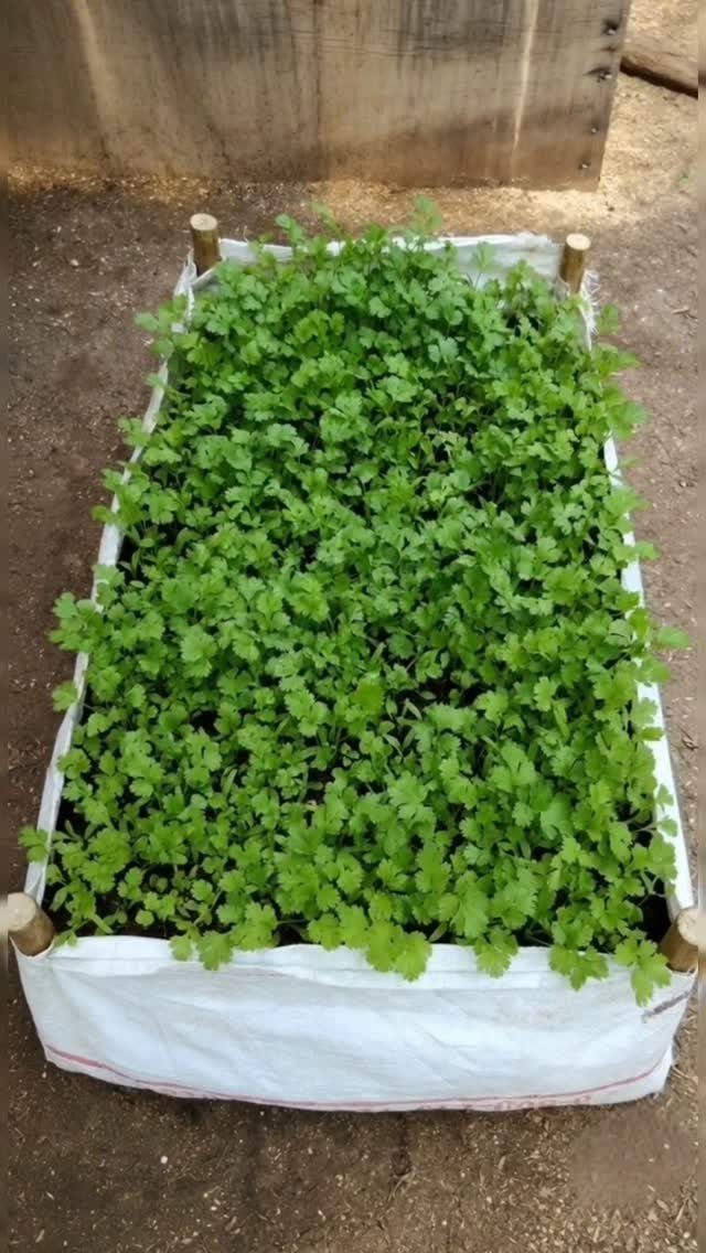 Green leafy plants growing densely inside a white fabric raised planter bag.
