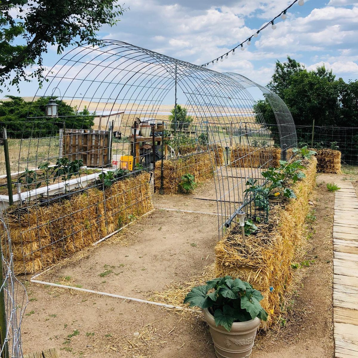 Straw bales used as garden beds arranged under a large wire hoop house structure.