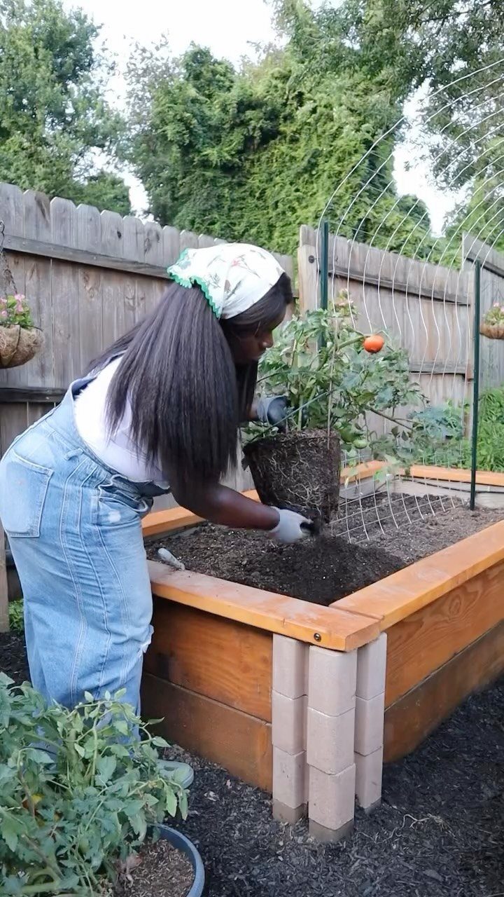 A woman planting a tomato plant into a wooden raised garden bed reinforced with concrete blocks.