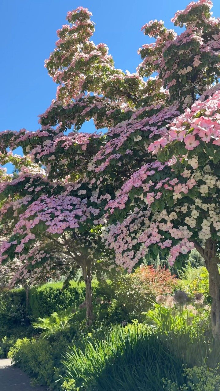 9 Shade Trees for Front Yards That Cool Fast 8 Flowering trees with pink and white blossoms stand against a bright blue sky in a garden.