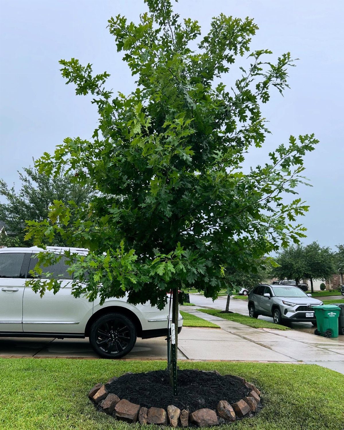 9 Shade Trees for Front Yards That Cool Fast 5 A young green deciduous tree planted in a mulched bed in a residential front yard.