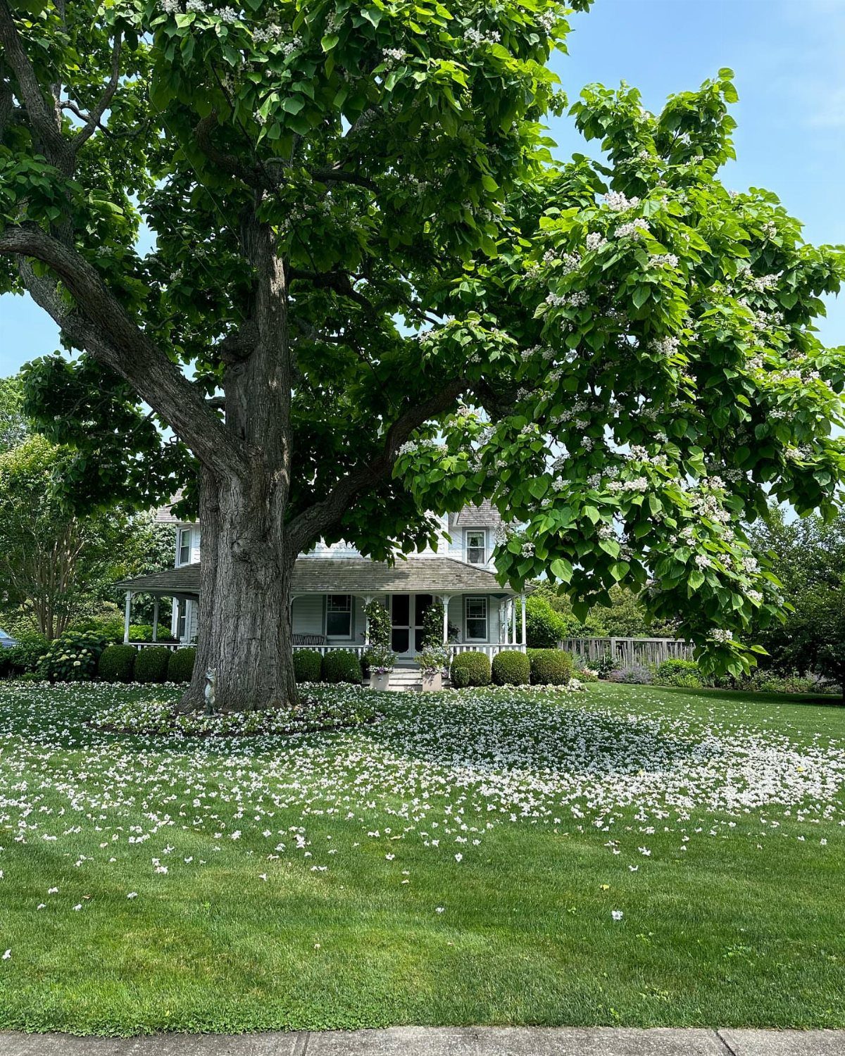 9 Shade Trees for Front Yards That Cool Fast 2 A large Northern Catalpa tree with white flowers and broad leaves in a green front yard.
