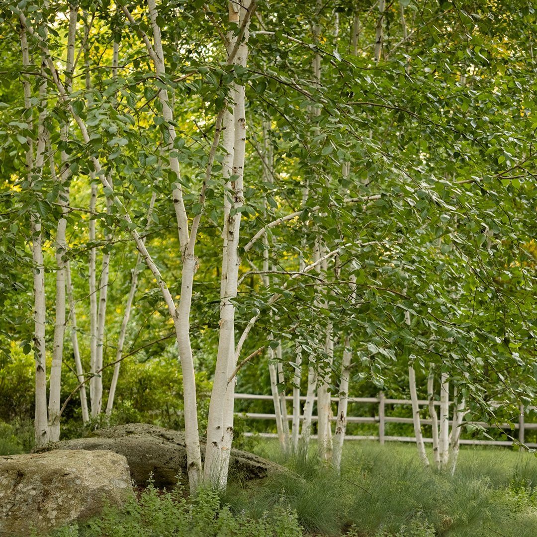 9 Shade Trees for Front Yards That Cool Fast 3 Paper Birch trees with bright white bark and lush green foliage growing in a grassy landscape.