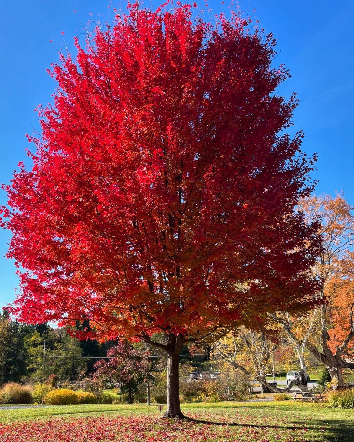 9 Shade Trees for Front Yards That Cool Fast 1 A large tree with bright red autumn leaves standing in a green field under a blue sky.