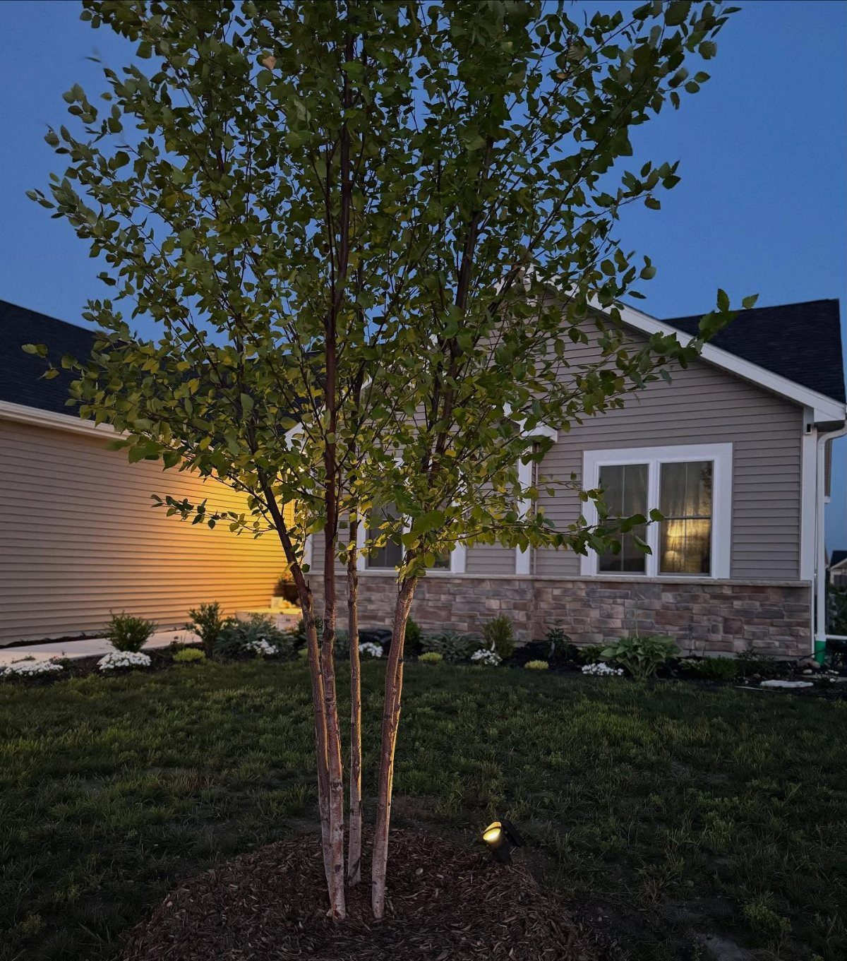 9 Shade Trees for Front Yards That Cool Fast 4 A young multi-stemmed birch tree planted in a mulched bed in front of a house.