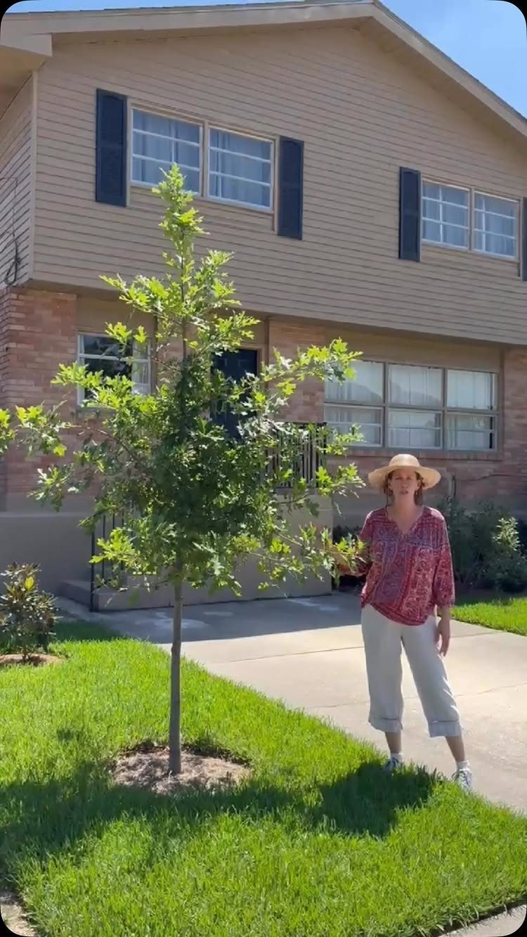 9 Shade Trees for Front Yards That Cool Fast 6 A young green tree planted in a grassy lawn next to a house walkway.