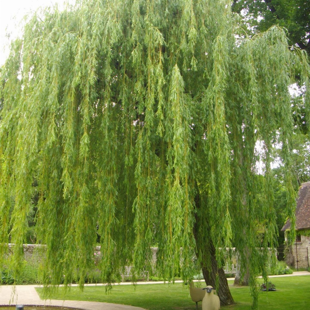 9 Shade Trees for Front Yards That Cool Fast 7 A large weeping willow tree with long green branches hanging over a green lawn.