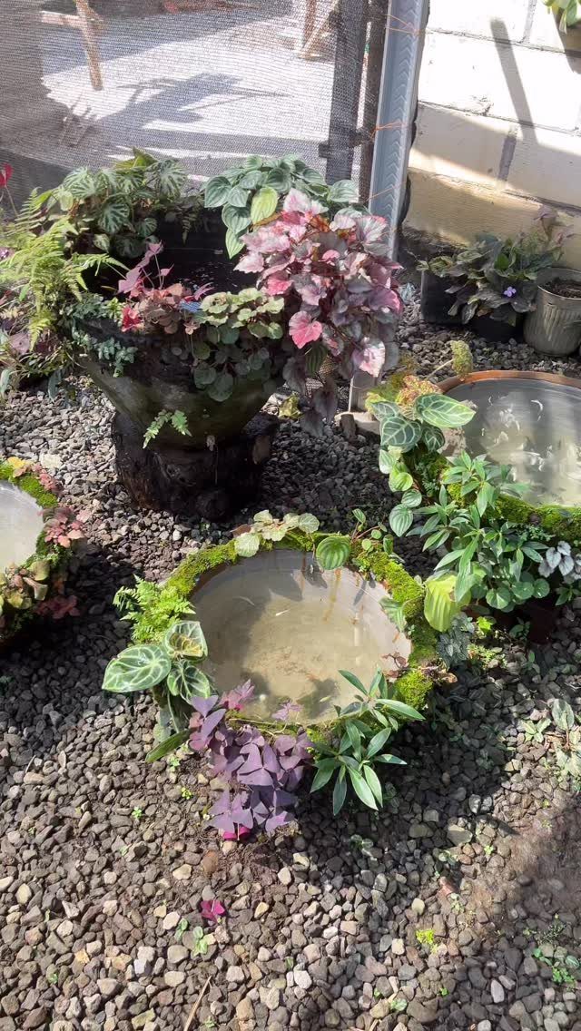 19 Small Garden Design Ideas with Built-In Planning Tips 18 Small decorative bowls filled with water and surrounded by delicate leafy plants on dark gravel.