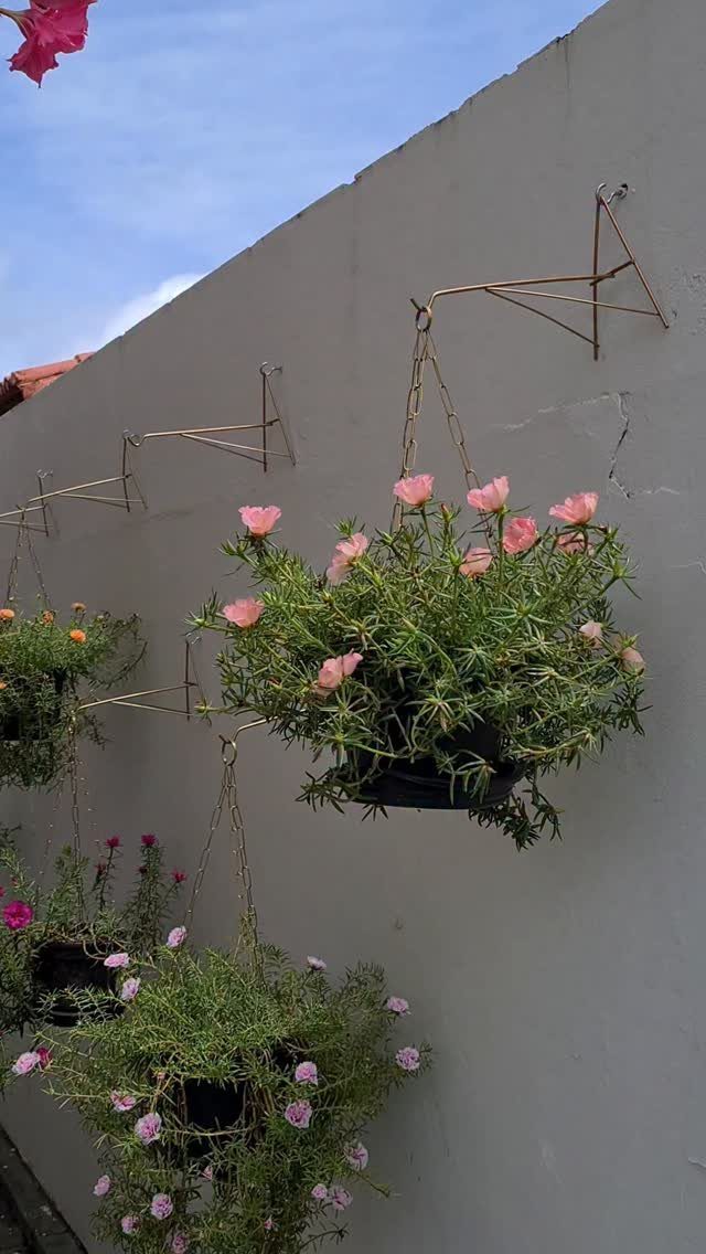 12 Tiny Garden Ideas for Patios, Balconies and Small Yards 5 Pink flowering plants in black hanging baskets suspended from a grey wall by metal brackets.