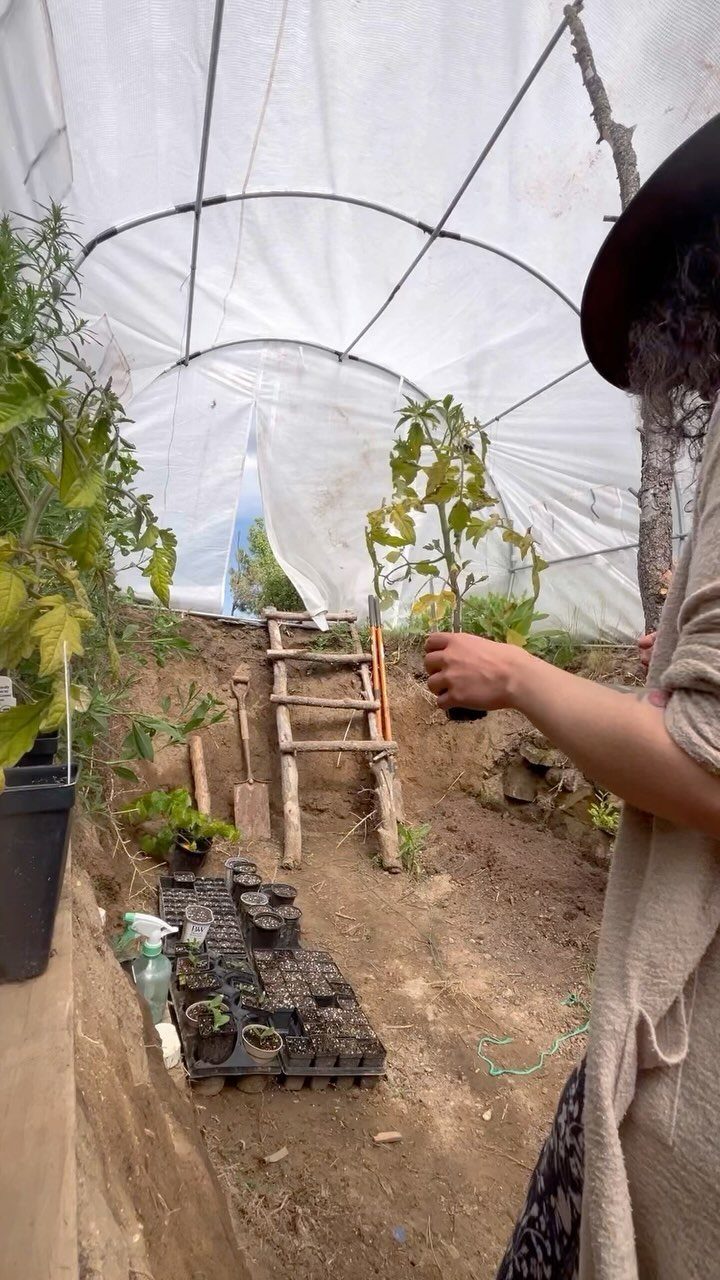 Under Ground Greenhouse: 5 Ways to Grow Below the Surface 1 A person holding a small plant inside a sunken Walipini greenhouse with dirt walls.