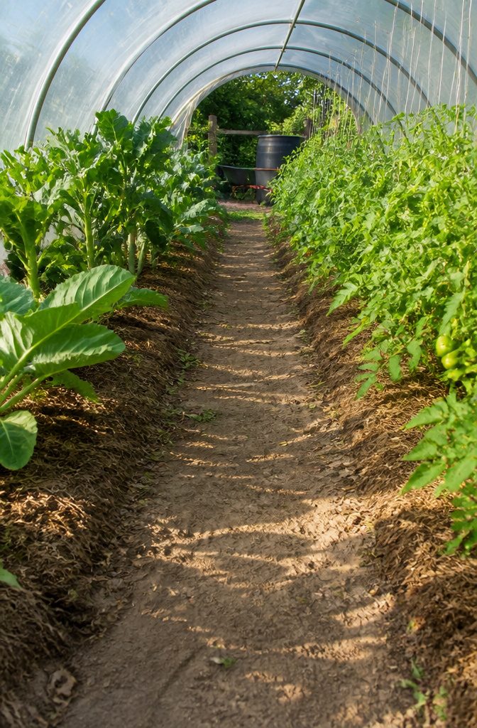 How to Build a Vegetable Garden Tunnel: 7 Steps from Beds to Cover 9 A well-maintained garden path flanked by thriving plants and mulch.