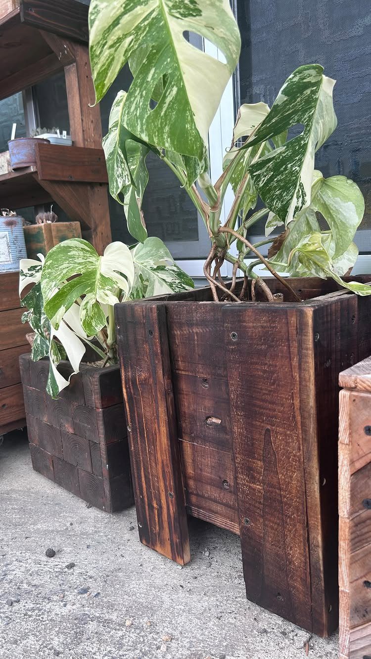 Wood Planter Box: 11 Ideas from Scrap Builds to Built-In Benches 7 Two dark stained wooden planters made from reclaimed wood planks holding green leafy plants outdoors.