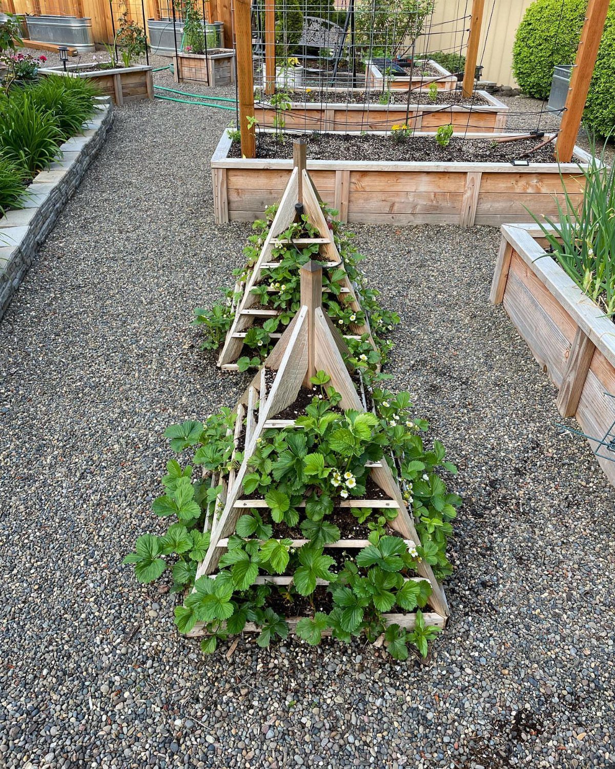 Wood Planter Box: 11 Ideas from Scrap Builds to Built-In Benches 4 A wooden A-frame vertical planter overflowing with green strawberry plants on a gravel path.