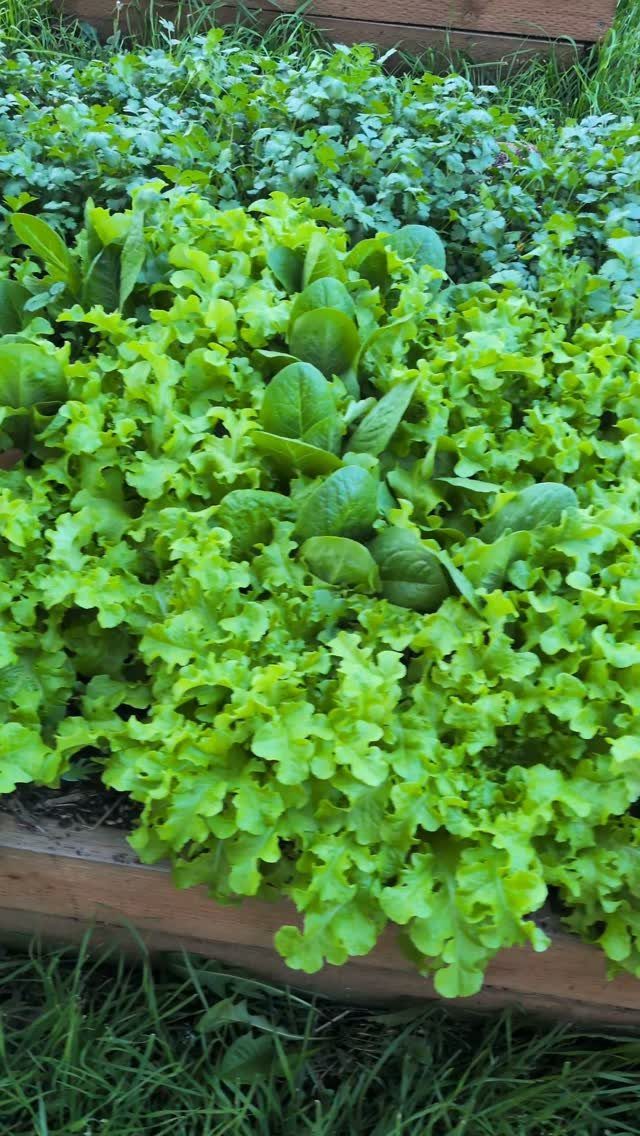 Zone 7 Gardening: 4 Ideas for Your Best Bed Yet 3 Lush green lettuce and leafy greens growing densely inside a wooden raised garden bed.