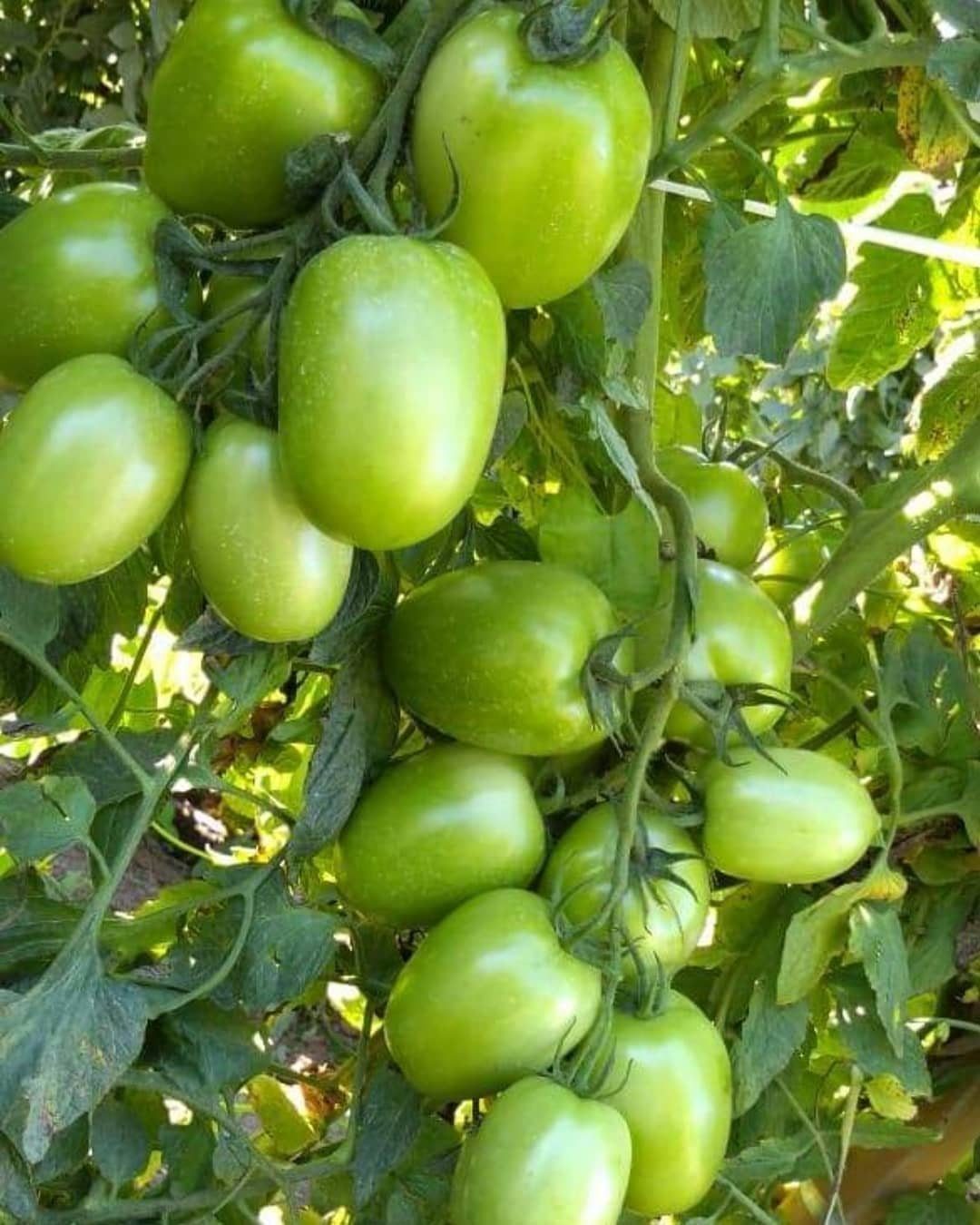 Zone 7 Gardening: 4 Ideas for Your Best Bed Yet 1 A large cluster of unripe green tomatoes hanging from a leafy garden vine.